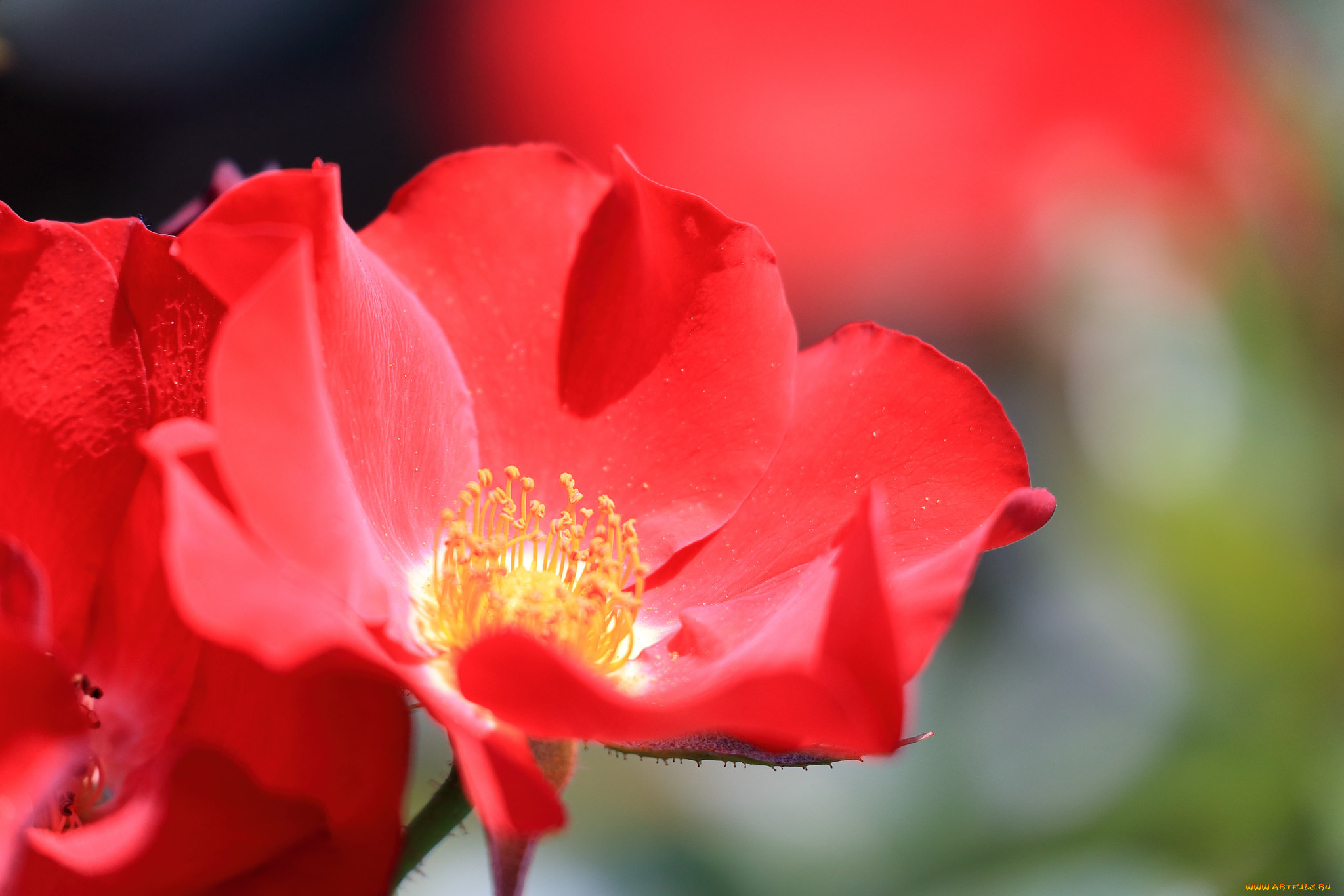, , , , bud, rose, leaves, petals, , , , blossoms